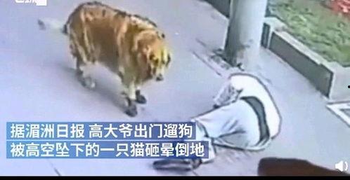 猫老板被爆料视频,揭秘职场潜规则与真实人性 第3张 猫老板被爆料视频,揭秘职场潜规则与真实人性 第3张