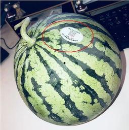 莱芜网红吃瓜,揭秘幕后故事与热门话题