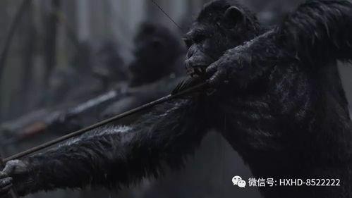人猿决战在线观看,原始森林的生死较量 第2张 人猿决战在线观看,原始森林的生死较量 第2张