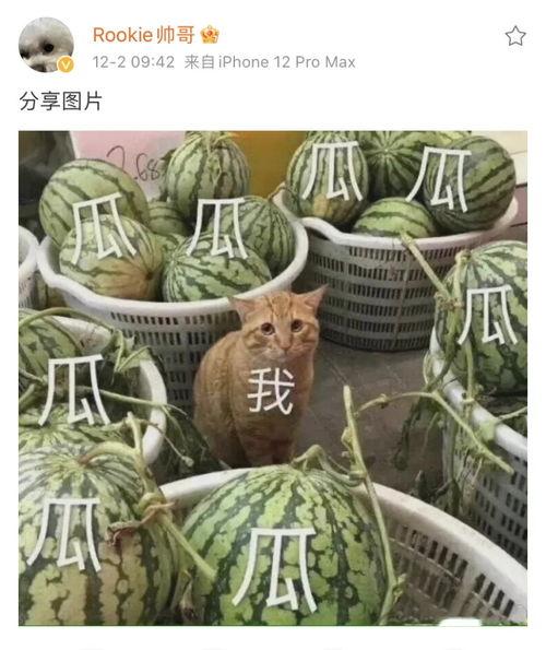 韩国网红e吃大瓜,揭秘韩国网红幕后生活 第2张 韩国网红e吃大瓜,揭秘韩国网红幕后生活 第2张
