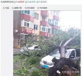 邯郸大树爆料事件始末视频,揭秘真相与争议 第3张 邯郸大树爆料事件始末视频,揭秘真相与争议 第3张