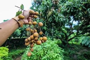 龙眼观察爆料怎么做的视频,轻松上手,打造热门短视频 第2张 龙眼观察爆料怎么做的视频,轻松上手,打造热门短视频 第2张