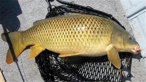 明星大鲤鱼最新爆料,娱乐圈幕后真相大曝光！