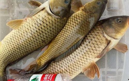 明星大鲤鱼最新爆料,娱乐圈幕后真相大曝光! 第2张 明星大鲤鱼最新爆料,娱乐圈幕后真相大曝光! 第2张