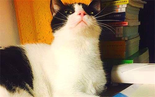 娱乐吃瓜酱猫妈妈,揭秘娱乐圈背后的温馨故事 第2张 娱乐吃瓜酱猫妈妈,揭秘娱乐圈背后的温馨故事 第2张