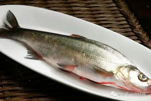 鱼的喂法真实爆料图片视频,真实喂食图片视频大曝光