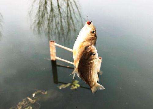鱼的喂法真实爆料图片视频,真实喂食图片视频大曝光 第2张 鱼的喂法真实爆料图片视频,真实喂食图片视频大曝光 第2张