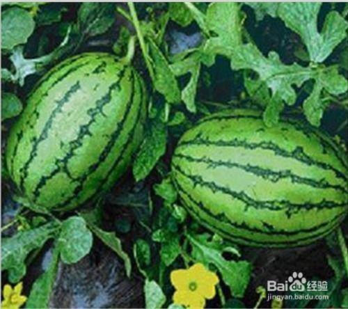 在哪里免费吃瓜  第2张