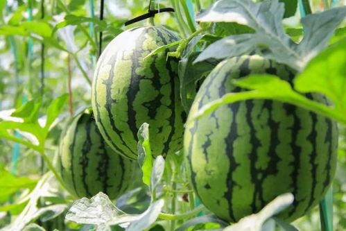 在哪里免费吃瓜  第3张