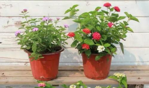 大头叔叔最新爆料视频,揭秘娱乐圈惊人内幕! 第2张 大头叔叔最新爆料视频,揭秘娱乐圈惊人内幕! 第2张