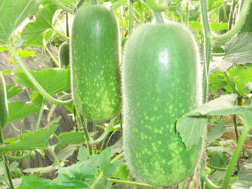 免费吃瓜qun,揭秘网络社交新潮流  第2张