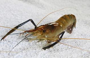 养殖对虾爆料视频大全最新,揭秘行业秘密与养殖技巧 第3张 养殖对虾爆料视频大全最新,揭秘行业秘密与养殖技巧 第3张