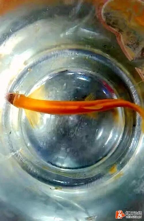 黄金泥鳅最新爆料,揭秘娱乐圈幕后真相