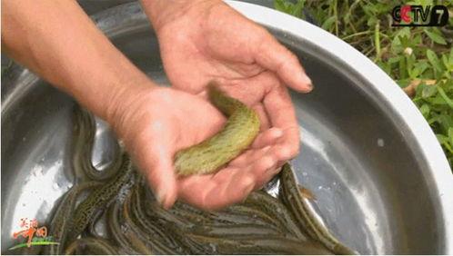 黄金泥鳅最新爆料,揭秘娱乐圈幕后真相 第2张 黄金泥鳅最新爆料,揭秘娱乐圈幕后真相 第2张