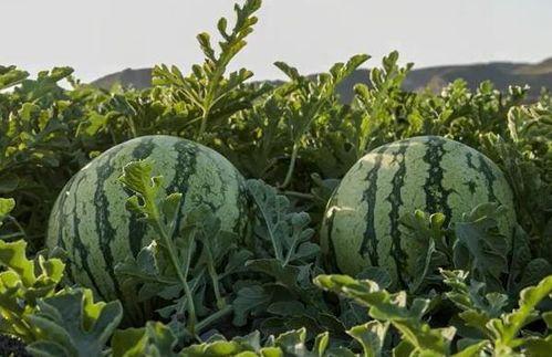 成都网红吃瓜  第3张