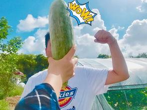 网络吃瓜网红是谁啊,揭秘“吃瓜网红”背后的故事  第3张