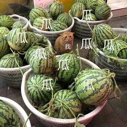 青柠娱乐吃瓜,揭秘娱乐圈最新“吃瓜”事件